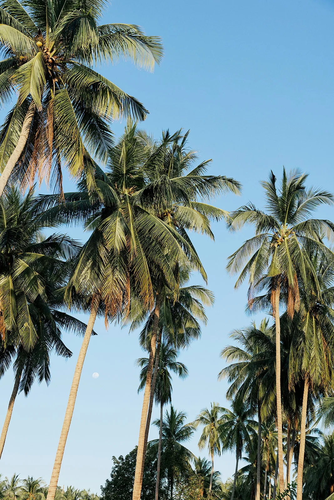 Coconut palms against a blue sky above the beach