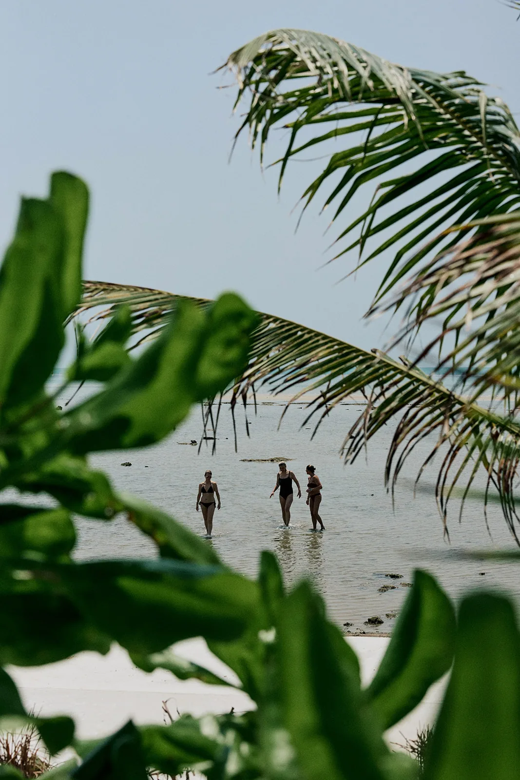 Walking the shore seen through swaying palm fronds