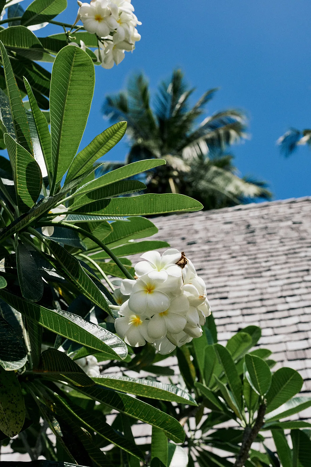 Frangipani blossoms against a clear blue sky